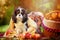 Funny cavalier king charles spaniel dog sitting in white knitted scarf with apples in autumn garden