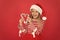 Funny celebration time. sweet childhood happiness. small girl having fun. santa elf kid candy cane decor. xmas holiday