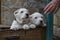 Funny Central Asian shepherd puppies looking at clapping puppy palms