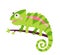 Funny chameleon lizard character. Green reptile with curved tail sitting on branch of jungle tree. Isolated vector