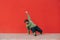 Funny charismatic overweight man dancing breakdance on red wall background, wearing casual clothes. Fat guy dancing hip hop on the