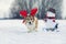 Funny charming corgi dog in festive reindeer antlers carries a snowman in a sled