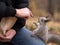 Funny cheeky squirrel asks nuts from human climb up on persons knees in urban park in autumn. Selective focus.