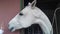 Funny and Cheerful Horse Looks at Me. White Beautiful Horse with a Big Nose Poses for the Camera.