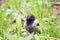 funny chick gray crows sitting in the green grass