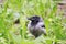 Funny chick gray crows sitting in the green grass