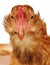 Funny Chicken Close-Up