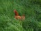 Funny chicken running through grass during summer