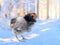 Funny chicken under the snow. The concept of the onset of winter, the weather
