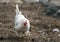 Funny chickens on a poultry farm. Domestic animals