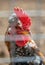 Funny chickens on a poultry farm. Domestic animals