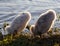 Funny chicks of the mute swans are synchronously cleaning their feathers