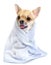 Funny chihuahua with blue towel isolated