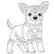 Funny chihuahua dog coloring page