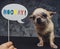 Funny chihuahua dog and hooray banner against dark background