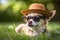 funny chihuahua dog pet in a hat and sunglasses resting in the park Generative AI