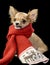 Funny Chihuahua wrapped in bright winter scarf