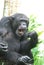Funny Chimp Making Funny Faces with His Mouth