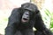 Funny Chimpanzee Making Silly Faces with His Lips