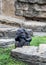 Funny chimpanzee in an outdoor habitat