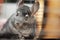 Funny chinchilla in wooden cage, concept domestic pets, portrait of fluffy mouse with big ears in house