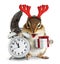 Funny chipmunk with christmas gift box and deer horns on white