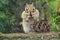 Funny chipmunk eating cedar nuts from pine cone on tree trunk