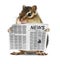 Funny chipmunk read newspaper