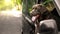 Funny Chocolate Labrador Retriever dog leaning out of car