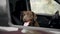 Funny Chocolate Labrador Retriever dog looking out of car