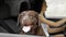 Funny Chocolate Labrador Retriever dog and  woman in modern car