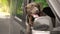 Funny Chocolate  Retriever dog leaning out of car window