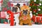 Funny Christmas dogs. French Bulldogs wearing snowman and gingerbread person costumes