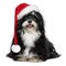 Funny Christmas Havanese dog with Santa hat and white beard