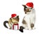 Funny christmas pet, funny squirrel and cat with santa hat and g