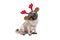 Funny Christmas pug puppy dog sitting down, wearing reindeer antlers diadem