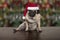 Funny Christmas pug puppy dog sitting down on wooden ground, wearing santa claus hat
