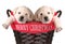 Funny Christmas puppies