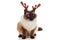 Funny Christmas Rudolph reindeer pet cat