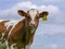 Funny chubby calf, loll out, sticks his tongue out, red fur, pink nose and blue cloudy sky