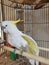 a funny and clever parrot in the cage