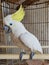 a funny and clever parrot in the cage