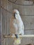 Funny and clever white parrot in the cage