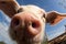 Funny close up fisheye perspective of pig\\\'s face