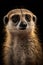 funny close-up meerkat portrait on dark background