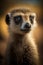 funny close-up meerkat portrait on dark background