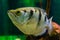 Funny closeup of the face of a banded archer fish, Popular aquarium pet in aquaculture, tropical animal specie from the Indo-
