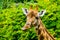Funny closeup of the face of a kordofan giraffe chewing, critically endangered animal specie from Sudan in Africa