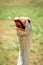 Funny closeup image of the head of a giggling and gaggling white goose showing its tongue