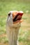 Funny closeup image of the head of a giggling and gaggling white goose showing its tongue